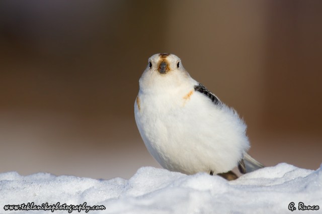 © Teklanika Photography 2013