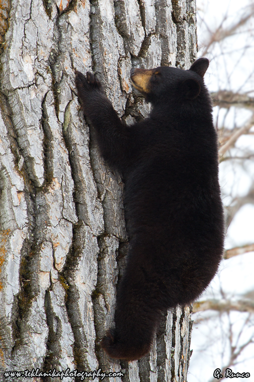 © Teklanika Photography 2013
