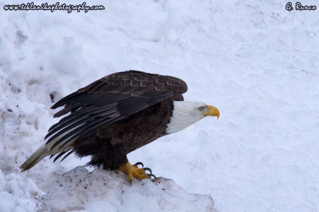 © Teklanika Photography 2013