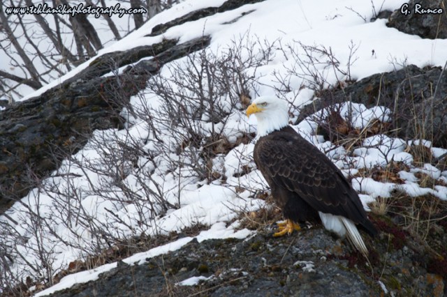 © Teklanika Photography 2013