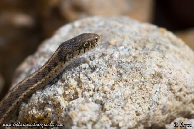 © Teklanika Photography 2013