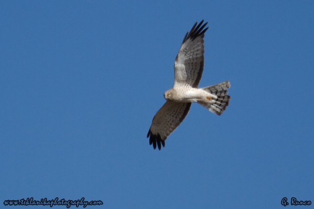 © Teklanika Photography 2013