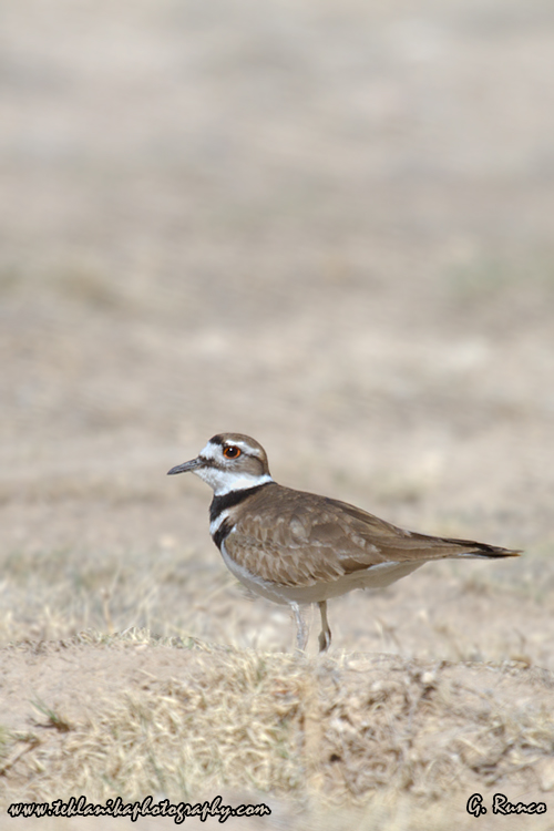 © Teklanika Photography 2013