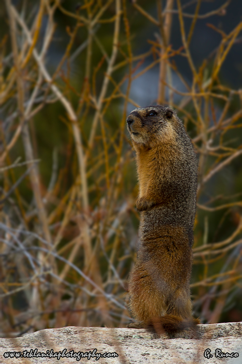 © Teklanika Photography 2013