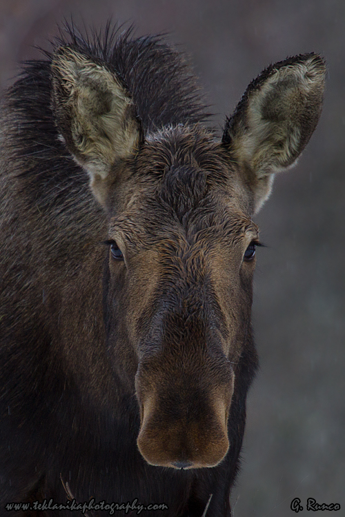 © Teklanika Photography 2013