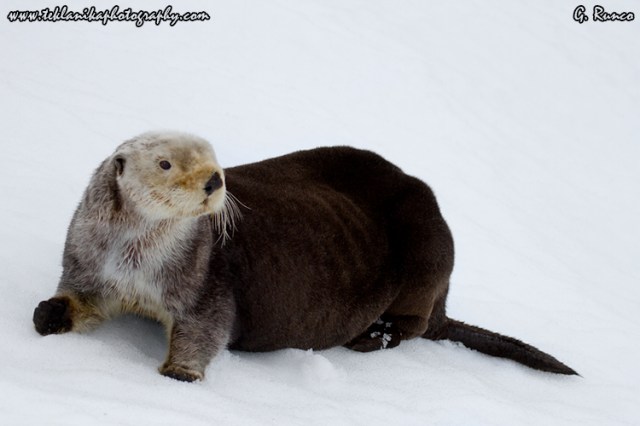 © Teklanika Photography 2013