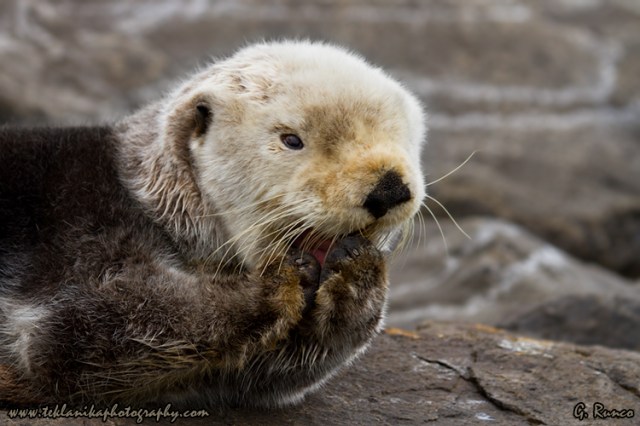 © Teklanika Photography 2013