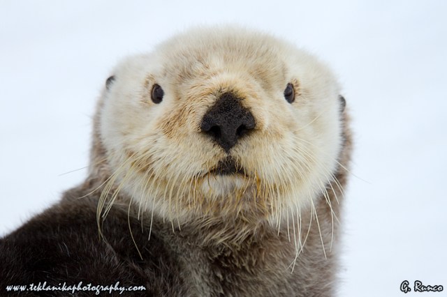 © Teklanika Photography 2013