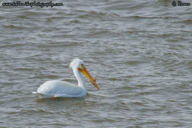 © Teklanika Photography 2013