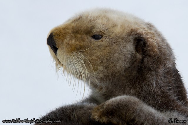 © Teklanika Photography 2013