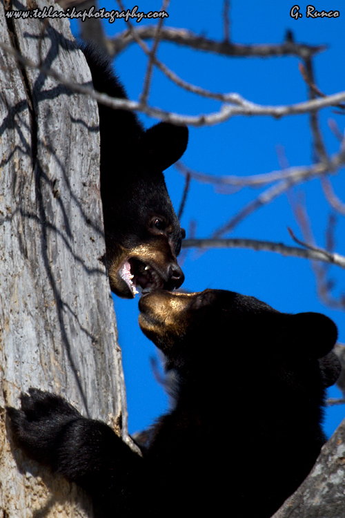 © Teklanika Photography 2013