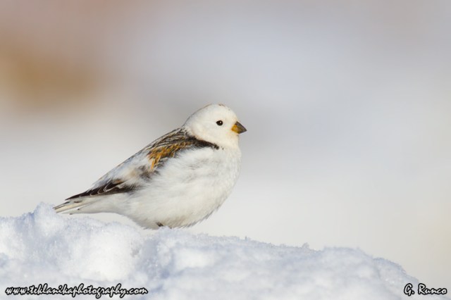 © Teklanika Photography 2013