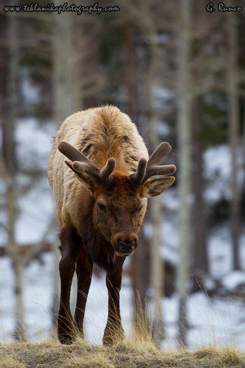 © Teklanika Photography 2013