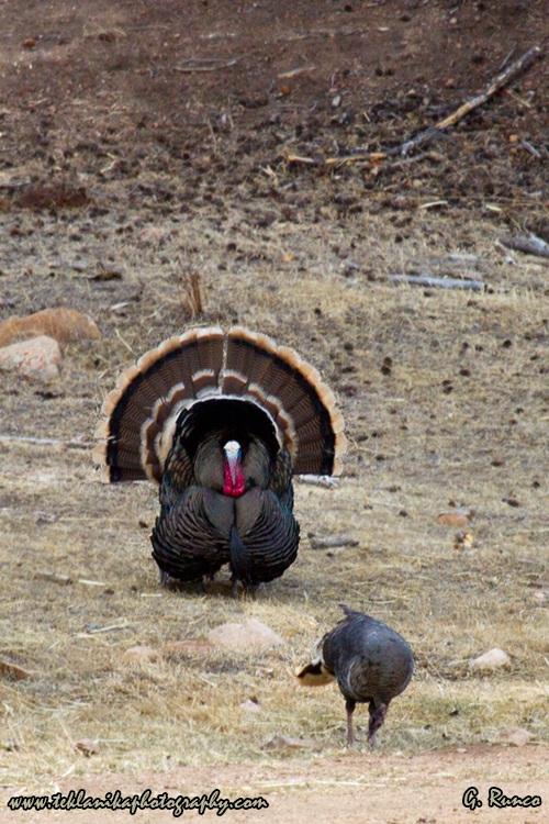 © Teklanika Photography 2013