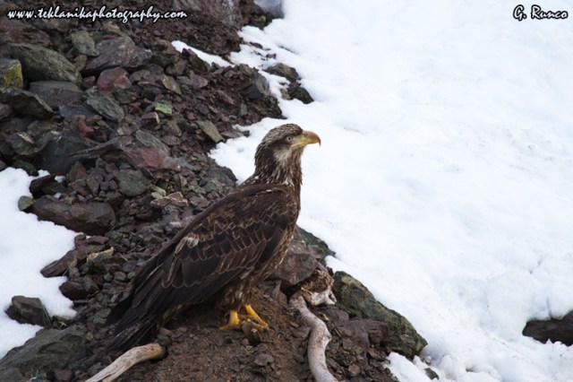 © Teklanika Photography 2013
