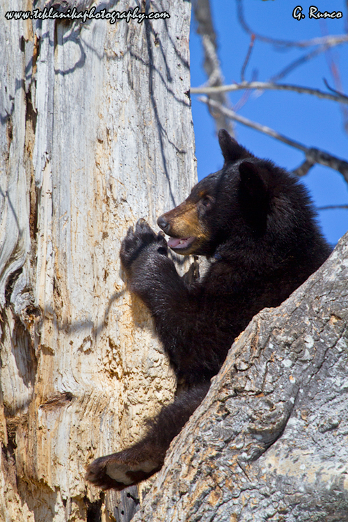 © Teklanika Photography 2013