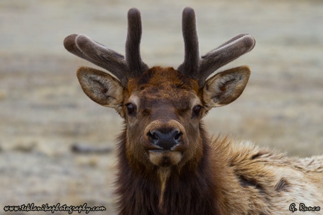 © Teklanika Photography 2013