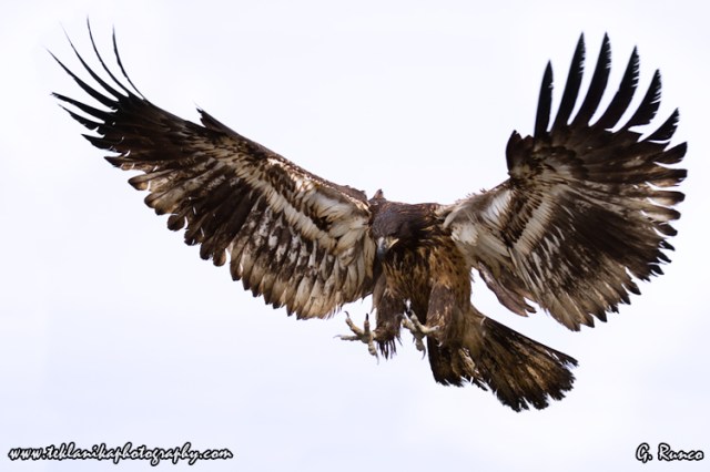 © Teklanika Photography 2013