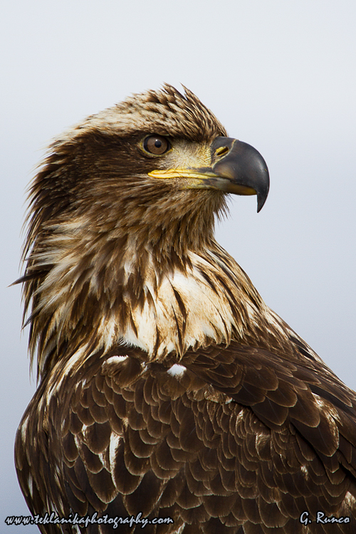 © Teklanika Photography 2013