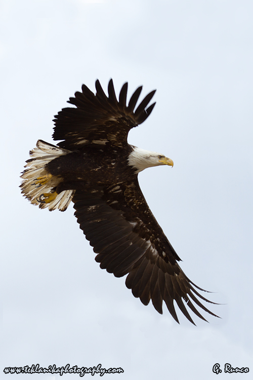 © Teklanika Photography 2013