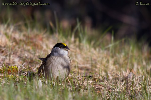 © Teklanika Photography 2013