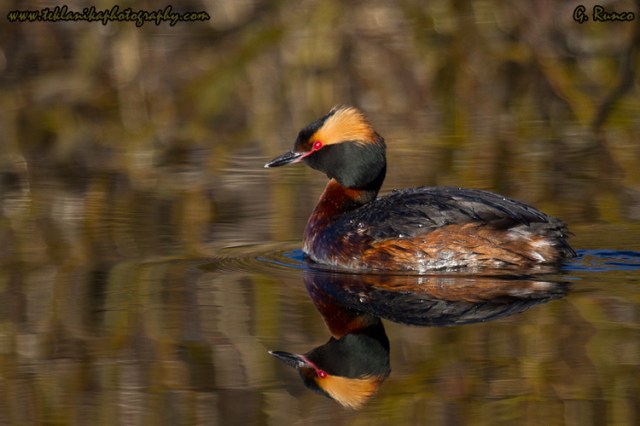 © Teklanika Photography 2013