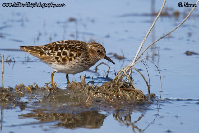 © Teklanika Photography 2013