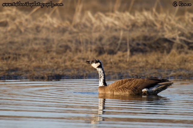 © Teklanika Photography 2013