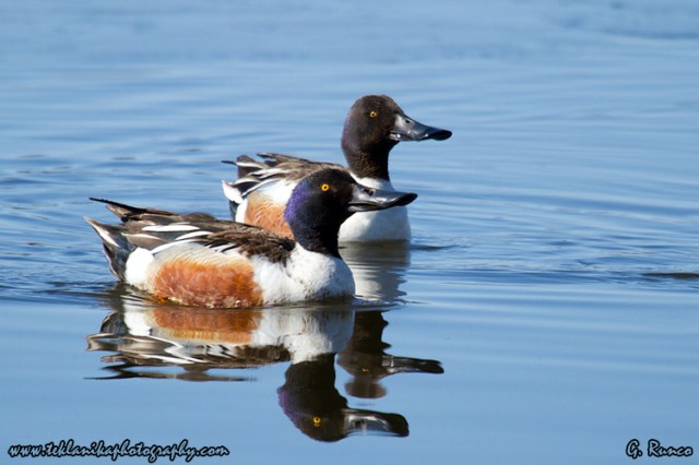 © Teklanika Photography 2013