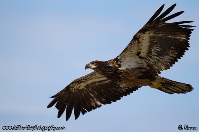 © Teklanika Photography 2013