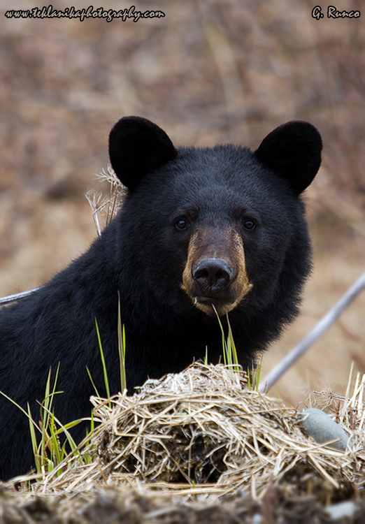 © Teklanika Photography 2013