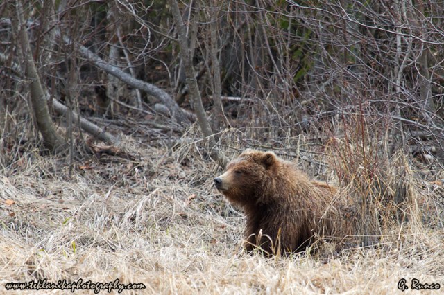 © Teklanika Photography 2013