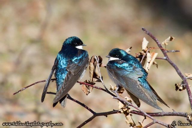 © Teklanika Photography 2013