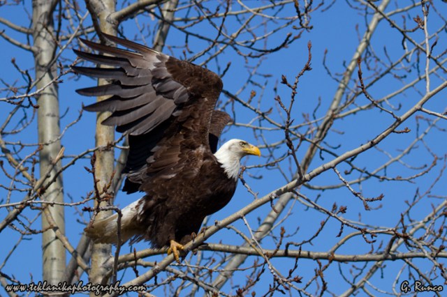 © Teklanika Photography 2013