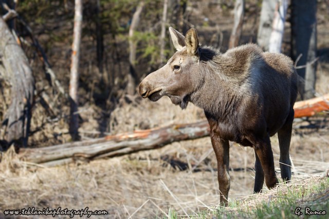 © Teklanika Photography 2013