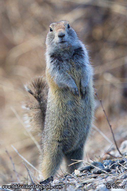 © Teklanika Photography 2013