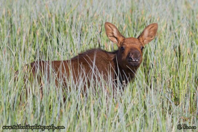 © Teklanika Photography 2013