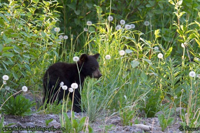 © Teklanika Photography 2013