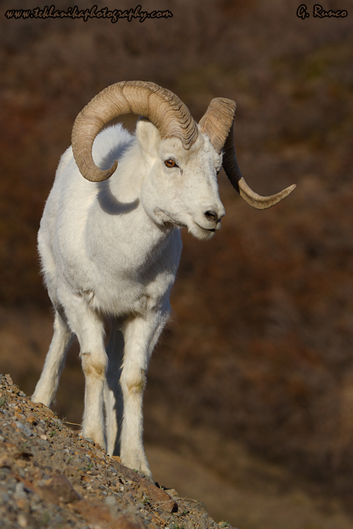 © Teklanika Photography 2013