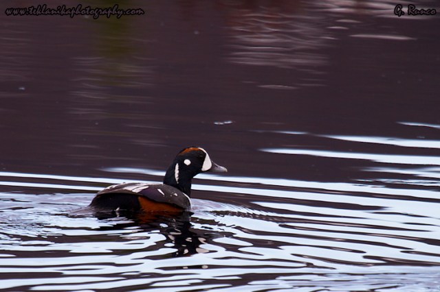 © Teklanika Photography 2013