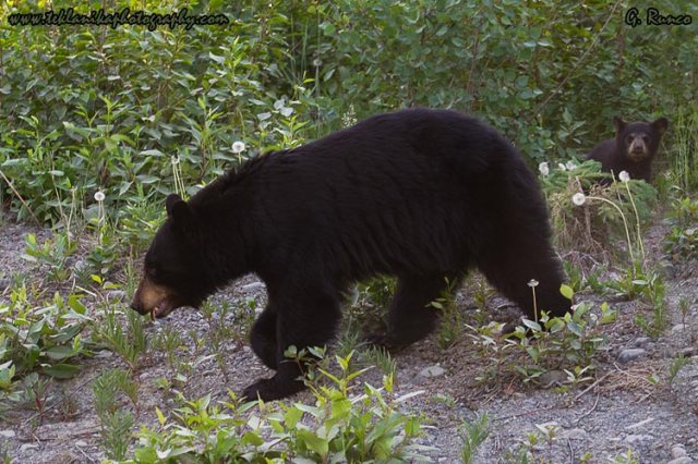 © Teklanika Photography 2013
