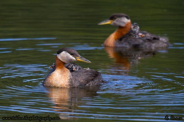 © Teklanika Photography 2013