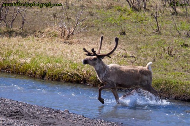 © Teklanika Photography 2013