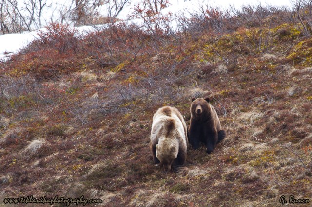 © Teklanika Photography 2013
