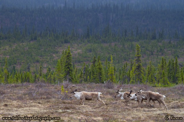 © Teklanika Photography 2013