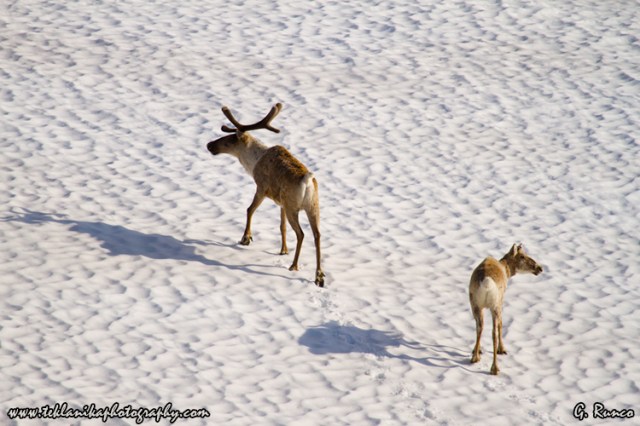 © Teklanika Photography 2013