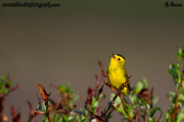 © Teklanika Photography 2013