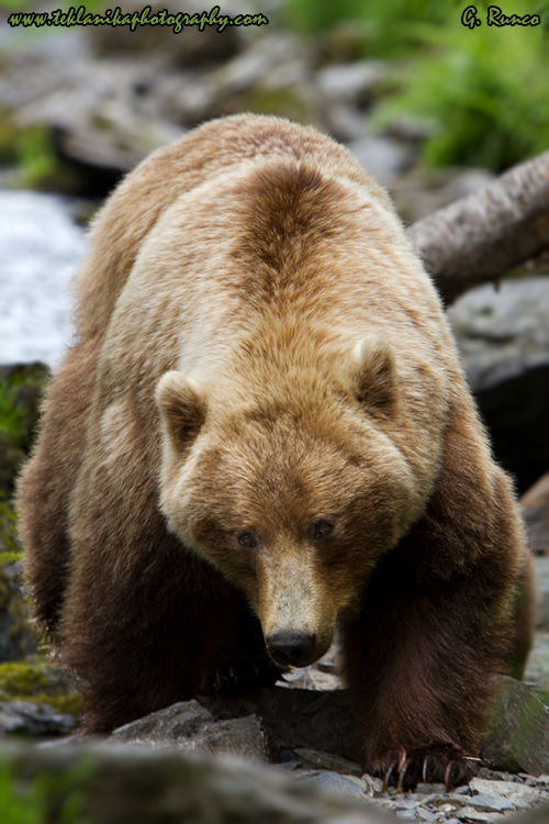 © Teklanika Photography 2013