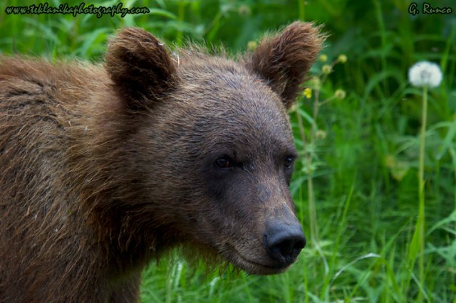 © Teklanika Photography 2013