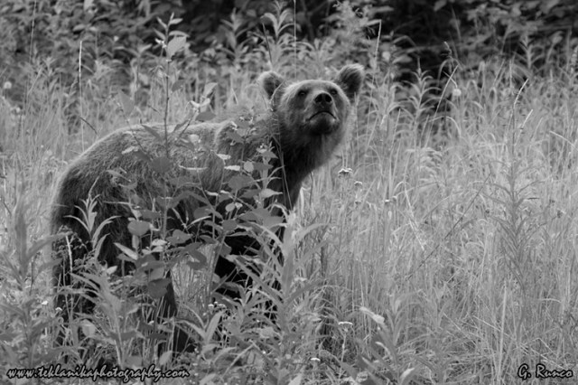 © Teklanika Photography 2013